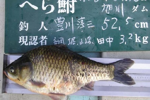 L쎁 52.5p